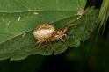 Xysticus_cristatus_D4925_Z_89_Les Gris_Frankrijk